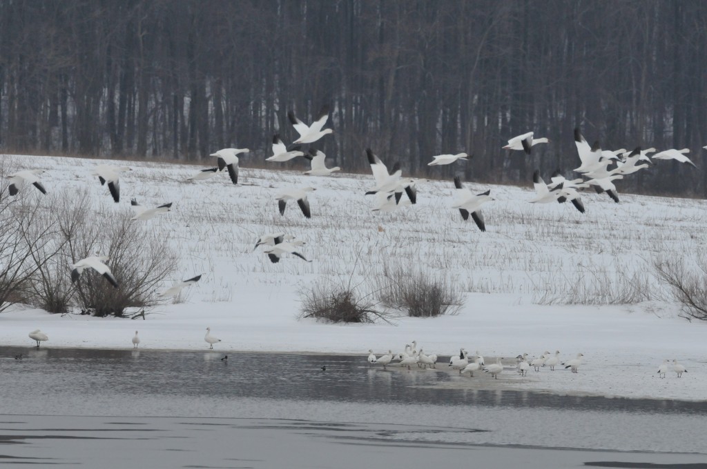 Snow Geese at Middle Creek Wildlife