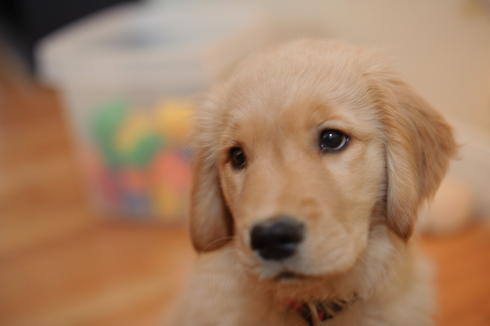 Violet Ephrata, PA by Jeremy Bischoff Photography Portrait Photographer Lancaster PA